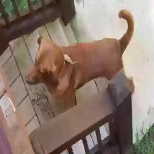 found male dog unknown