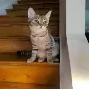 lost female cat daphne