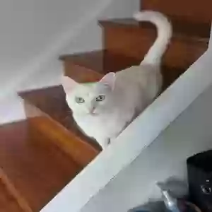 lost female cat dahlia
