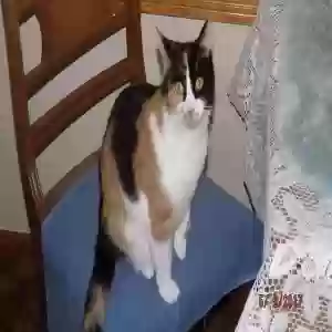 lost female cat cinnamon