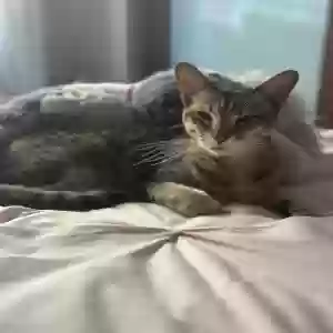 lost female cat farrah