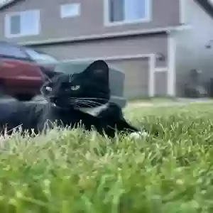 lost male cat benji