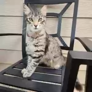 lost male cat muffin