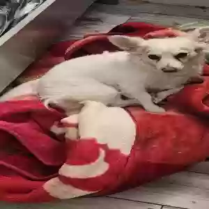 lost male dog snowball