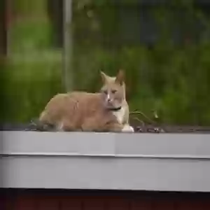 lost male cat walker