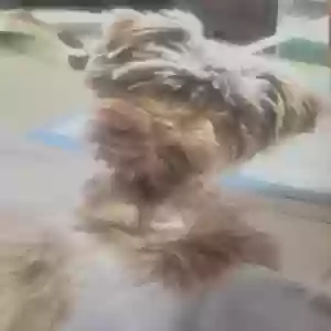 lost male dog chewy