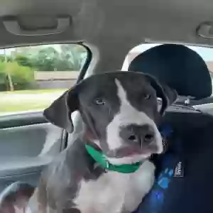 found male dog unknown