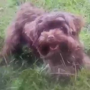 lost male dog chewy