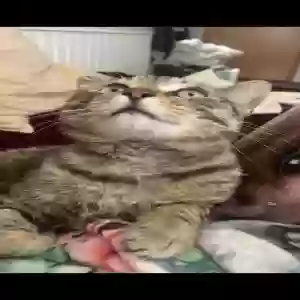 lost male cat kratos