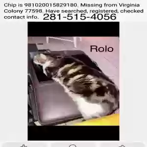 found male cat rolo