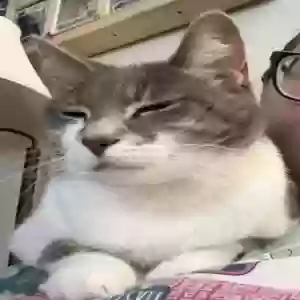lost female cat kitty