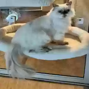 lost female cat kitty