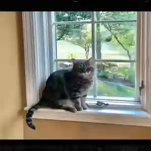 lost female cat elly