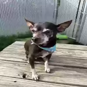 lost male dog perry