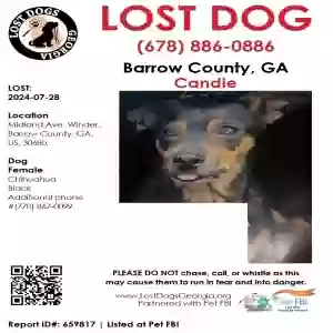 lost female dog candie