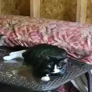 lost male cat monty