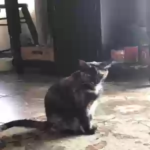 lost female cat katniss