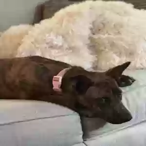 lost female dog sophie