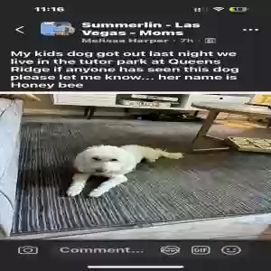 lost female dog honeybee