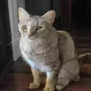 lost female cat casey