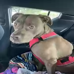 lost female dog luna