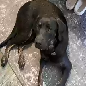lost female dog daisy