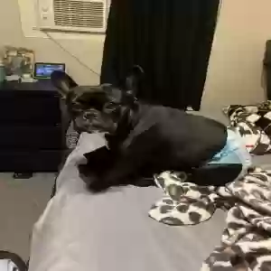 lost female dog nova