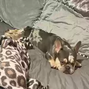lost male dog unknown