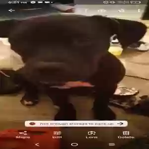 lost female dog my'my
