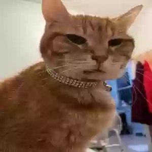 lost female cat ivory