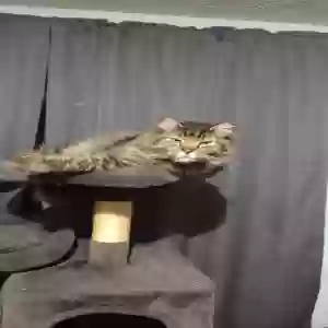 lost male cat lucifer