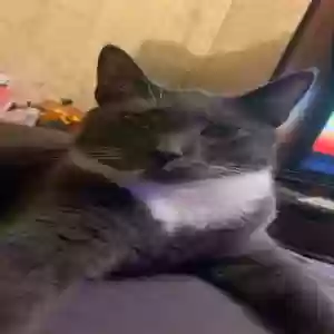 lost male cat prince