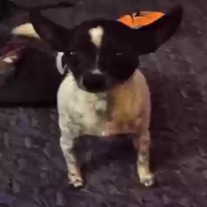 lost female dog lucy
