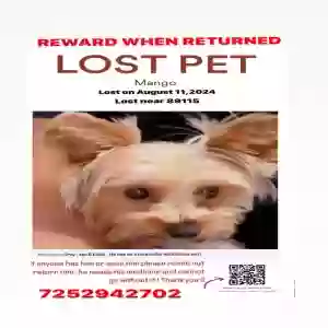 lost male dog mango