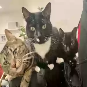 lost female cat sake