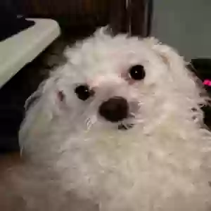 lost male dog snowy