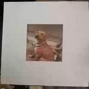 lost female dog baby