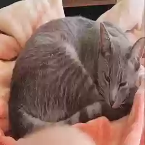 lost male cat napoleon (poe)