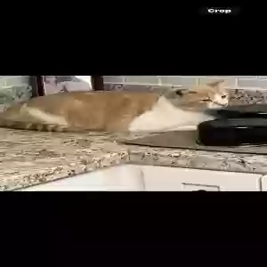 lost male cat money