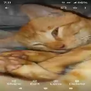 lost male cat waffles