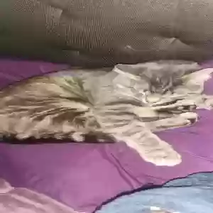 lost male cat max