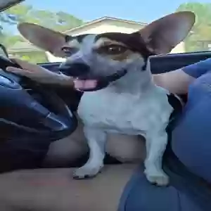 found male dog unknown
