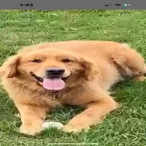 lost male dog mickey