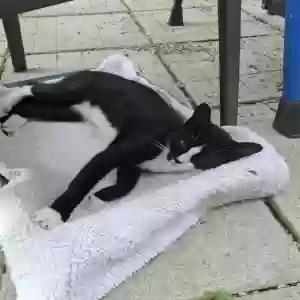 found unknown cat unknown