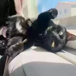 lost male cat binx