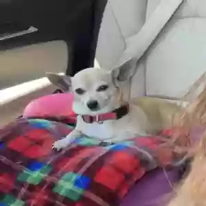 lost female dog princess