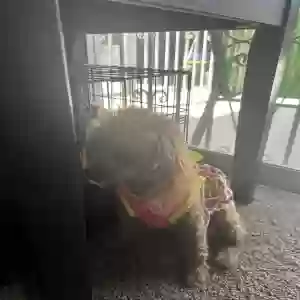 lost female dog mini