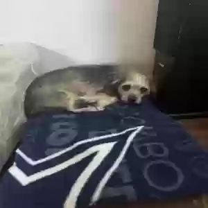 lost male dog charlie
