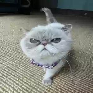 lost female cat izzy