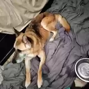 found female dog unknown